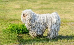 Hungarian Puli Dogs Breed - Information, Temperament, Size & Price | Lancaster Puppies