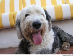 Old English Sheepdog Dogs Ras: Karakter, Levensduur & Prijs | Puppyplaats