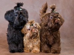 Bolonka Zwetna Dogs Ras: Karakter, Levensduur & Prijs | Puppyplaats