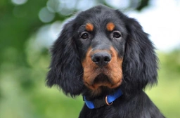 Gordon Setter Dogs Breed - Information, Temperament, Size & Price | Lancaster Puppies