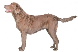 Chesapeake Bay Retriever Dogs Breed - Information, Temperament, Size & Price | Lancaster Puppies