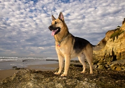 German Shepherd Dogs Breed - Information, Temperament, Size & Price | Pets4Homes