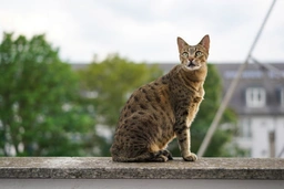 Savannah Cats Razza - Prezzo, Temperamento & Foto | AnnunciAnimali