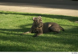 Mastino Napoletano Dogs Ras: Karakter, Levensduur & Prijs | Puppyplaats