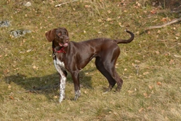 German Shorthaired Pointer Dogs Breed - Information, Temperament, Size & Price | Lancaster Puppies