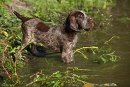 Italian Spinone Dogs Breed - Information, Temperament, Size & Price | Lancaster Puppies