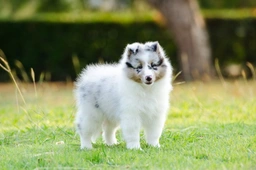 Shetland Sheepdog Dogs Breed - Information, Temperament, Size & Price | Lancaster Puppies