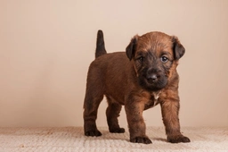 Irish Terrier Dogs Breed - Information, Temperament, Size & Price | Lancaster Puppies