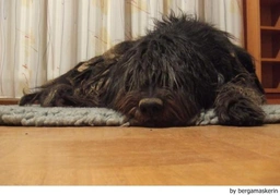 Bergamasco Dogs Breed - Information, Temperament, Size & Price | Lancaster Puppies