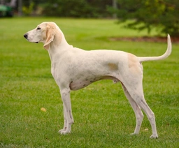 Porcelaine Dogs Razza - Prezzo, Temperamento & Foto | AnnunciAnimali