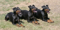 Manchester Terrier Dogs Breed - Information, Temperament, Size & Price | Pets4Homes