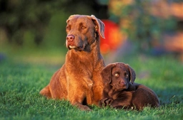 Chesapeake Bay Retriever Dogs Breed - Information, Temperament, Size & Price | Lancaster Puppies