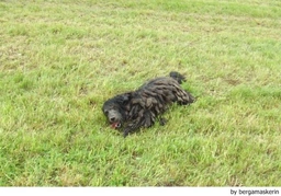 Bergamasco Dogs Breed - Information, Temperament, Size & Price | Lancaster Puppies
