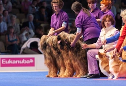 Briard Dogs Ras: Karakter, Levensduur & Prijs | Puppyplaats