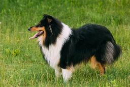 Shetland Sheepdog Dogs Breed - Information, Temperament, Size & Price | Lancaster Puppies