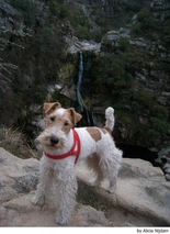 Fox Terriër Draadhaar Dogs Ras: Karakter, Levensduur & Prijs | Puppyplaats