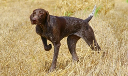 German Shorthaired Pointer Dogs Breed - Information, Temperament, Size & Price | Lancaster Puppies