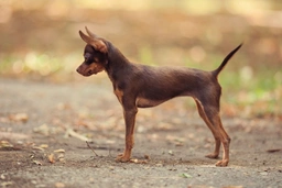Russian Toy Terrier Dogs Breed - Information, Temperament, Size & Price | Lancaster Puppies