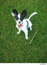 Vlinderhondje Dogs Ras: Karakter, Levensduur & Prijs | Puppyplaats