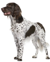 Heidewachtel Dogs Ras: Karakter, Levensduur & Prijs | Puppyplaats