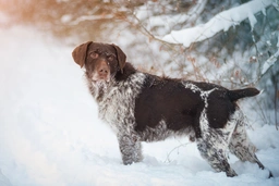 German Wirehaired Pointer Dogs Breed - Information, Temperament, Size & Price | Lancaster Puppies