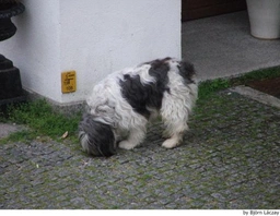 Old English Sheepdog Dogs Ras: Karakter, Levensduur & Prijs | Puppyplaats