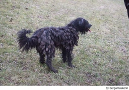 Bergamasco Dogs Breed - Information, Temperament, Size & Price | Lancaster Puppies
