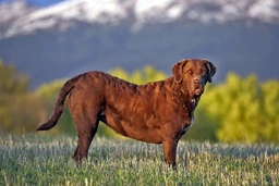 Chesapeake Bay Retriever Dogs Breed - Information, Temperament, Size & Price | Lancaster Puppies
