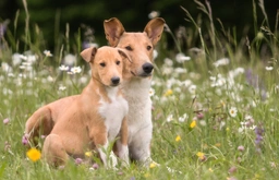 Schotse Herdershond korthaar Dogs Ras: Karakter, Levensduur & Prijs | Puppyplaats