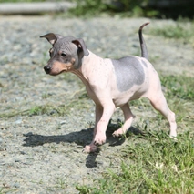 Amerikaanse Naakthond Dogs Ras: Karakter, Levensduur & Prijs | Puppyplaats