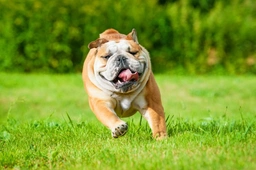 English Bulldog Dogs Breed - Information, Temperament, Size & Price | Pets4Homes