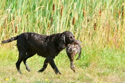 Wachtelhund Dogs Razza - Prezzo, Temperamento & Foto | AnnunciAnimali