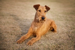 Irish Terrier Dogs Breed - Information, Temperament, Size & Price | Lancaster Puppies