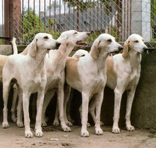 Billy Dogs Raza - Características, Fotos & Precio | MundoAnimalia