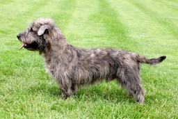 Glen of Imaal Terrier Dogs Ras: Karakter, Levensduur & Prijs | Puppyplaats