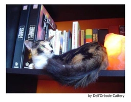 Javanés Cats Raza - Características, Fotos & Precio | MundoAnimalia