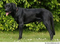 Ca de Bestiar - Perro de Pastor Mallorquín Dogs Raza - Características, Fotos & Precio | MundoAnimalia