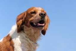 Brittany Spaniel Dogs Breed - Information, Temperament, Size & Price | Pets4Homes