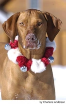 Vizsla korthaar Dogs Ras: Karakter, Levensduur & Prijs | Puppyplaats