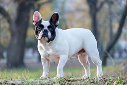 French Bulldog Dogs Breed - Information, Temperament, Size & Price | Lancaster Puppies