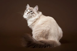 Siberiano Cats Razza - Prezzo, Temperamento & Foto | AnnunciAnimali