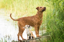 Irish Terrier Dogs Breed - Information, Temperament, Size & Price | Lancaster Puppies