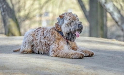 Irish Soft Coated Wheaten Terrier Dogs Raza - Características, Fotos & Precio | MundoAnimalia