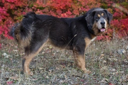 Dogo del Tíbet Dogs Raza - Características, Fotos & Precio | MundoAnimalia