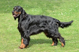 Gordon Setter Dogs Breed - Information, Temperament, Size & Price | Lancaster Puppies