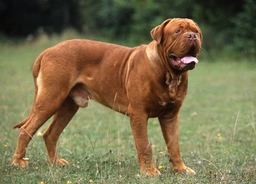 Dogue De Bordeaux Dogs Breed - Information, Temperament, Size & Price | Lancaster Puppies