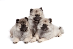 Keeshond Dogs Breed - Information, Temperament, Size & Price | Pets4Homes