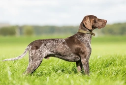 German Shorthaired Pointer Dogs Breed - Information, Temperament, Size & Price | Lancaster Puppies