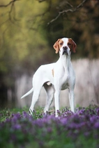Pointer Dogs Ras: Karakter, Levensduur & Prijs | Puppyplaats