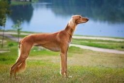 Saluki Dogs Breed - Information, Temperament, Size & Price | Pets4Homes